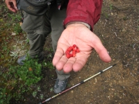 Ripe Strawberries